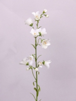 Campanula met 8 bloemen, 66cm wit
